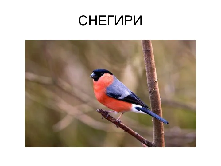 СНЕГИРИ