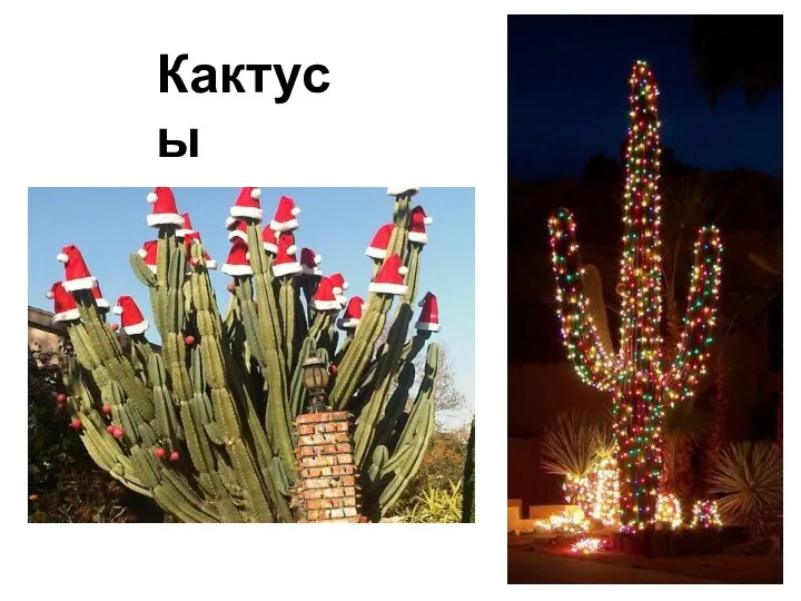 Кактусы