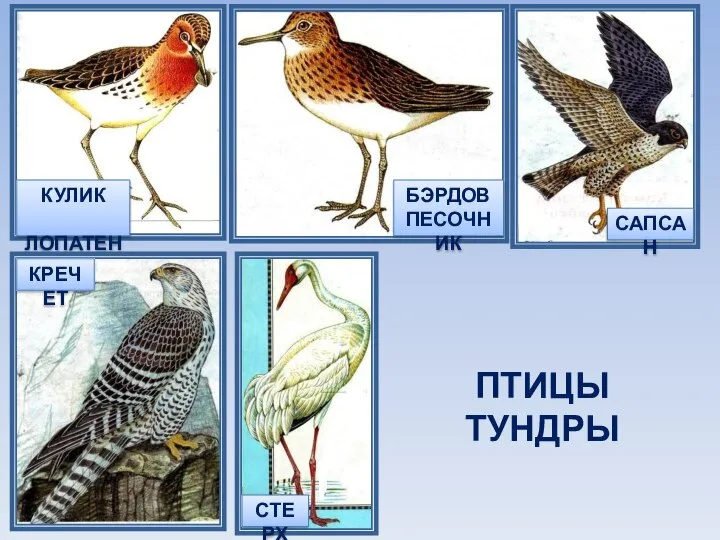 КРЕЧЕТ СТЕРХ ПТИЦЫ ТУНДРЫ