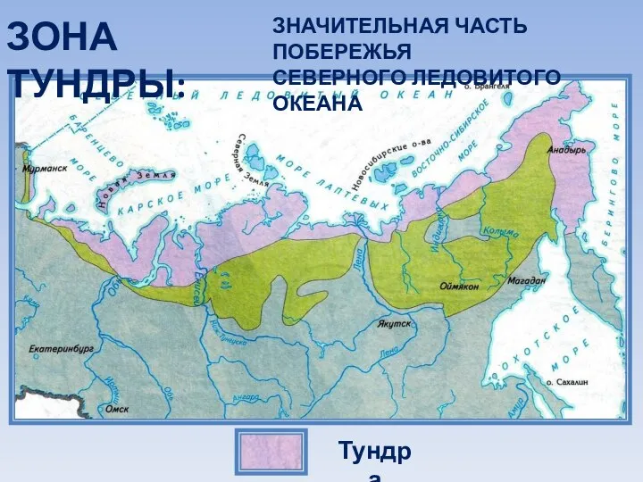 Тундра ЗОНА ТУНДРЫ: ЗНАЧИТЕЛЬНАЯ ЧАСТЬ ПОБЕРЕЖЬЯ СЕВЕРНОГО ЛЕДОВИТОГО ОКЕАНА