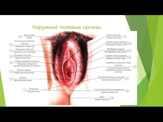 Наружные половые органы