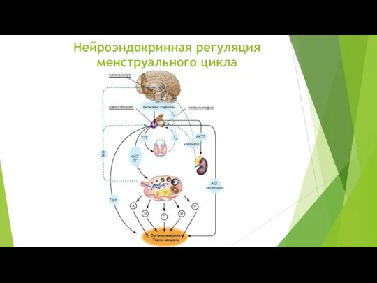 Нейроэндокринная регуляция менструального цикла