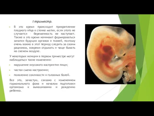I триместр. В это время происходит прикрепление плодного яйца к стенке матки,