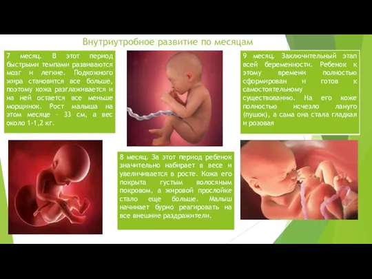 Внутриутробное развитие по месяцам