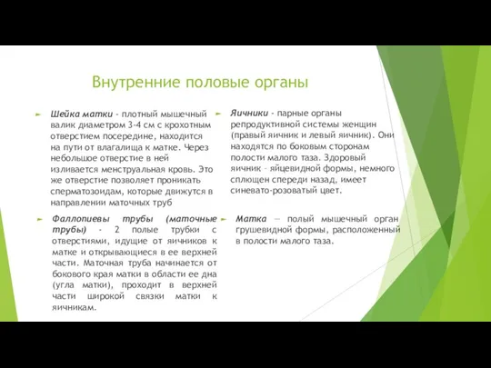 Внутренние половые органы Фаллопиевы трубы (маточные трубы) - 2 полые трубки с