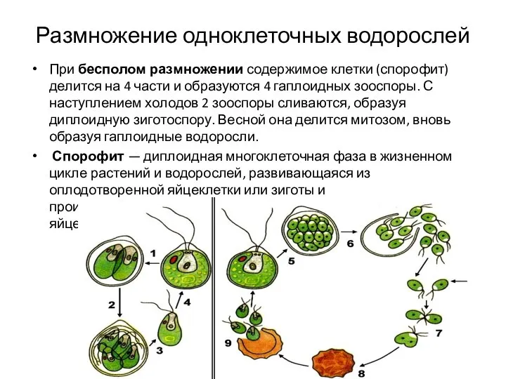 Размножение одноклеточных водорослей При бесполом размножении содержимое клетки (спорофит) делится на 4