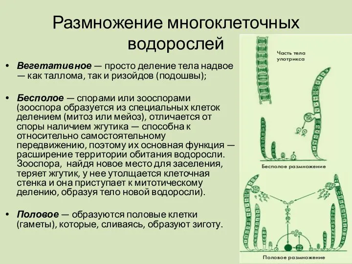 Размножение многоклеточных водорослей Вегетативное — просто деление тела надвое — как таллома,