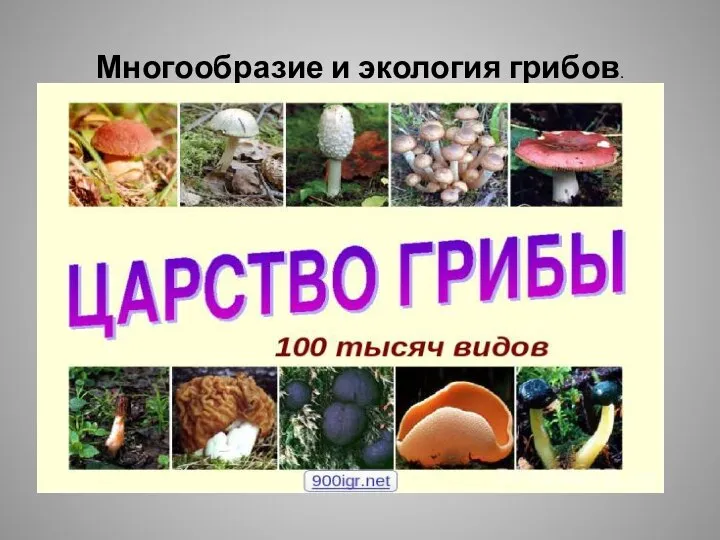 Многообразие и экология грибов.