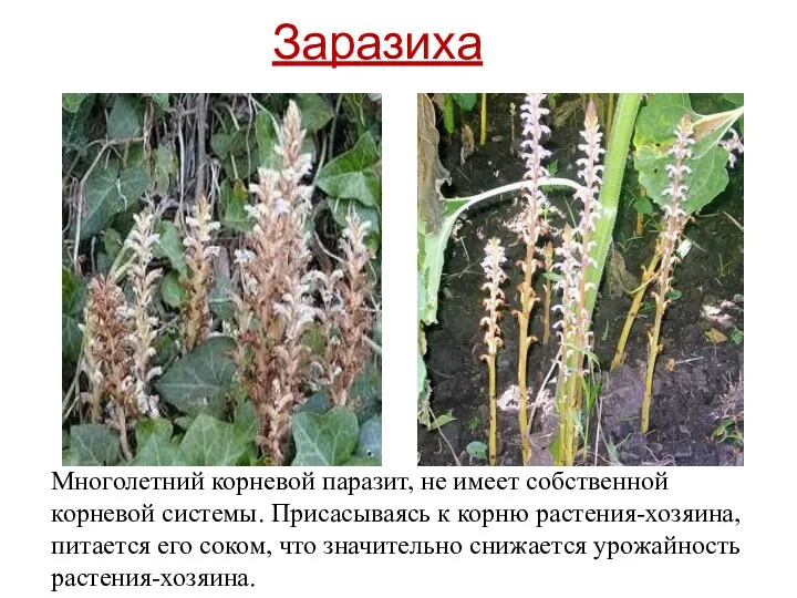 Многолетний корневой паразит, не имеет собственной корневой системы. Присасываясь к корню растения-хозяина,