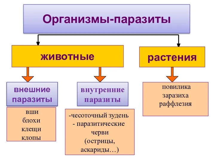 Организмы-паразиты растения внешние паразиты внутренние паразиты животные вши блохи клещи клопы чесоточный