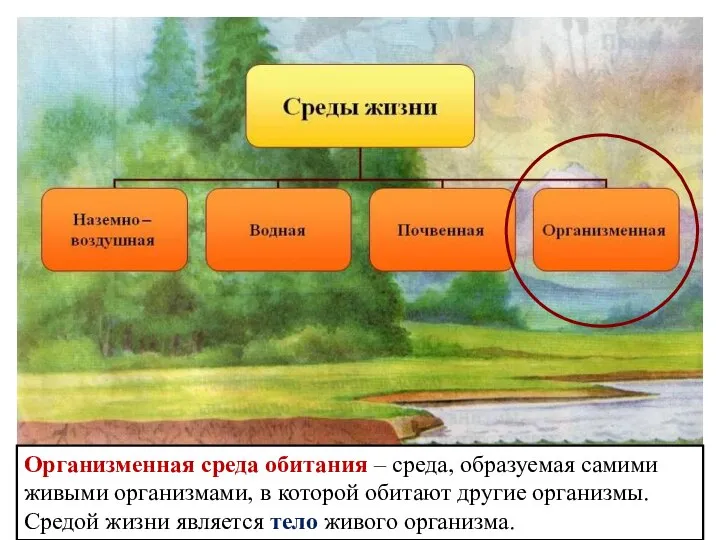 Организменная среда обитания – среда, образуемая самими живыми организмами, в которой обитают