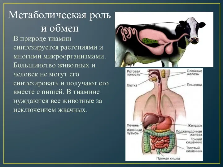 В природе тиамин синтезируется растениями и многими микроорганизмами. Большинство животных и человек