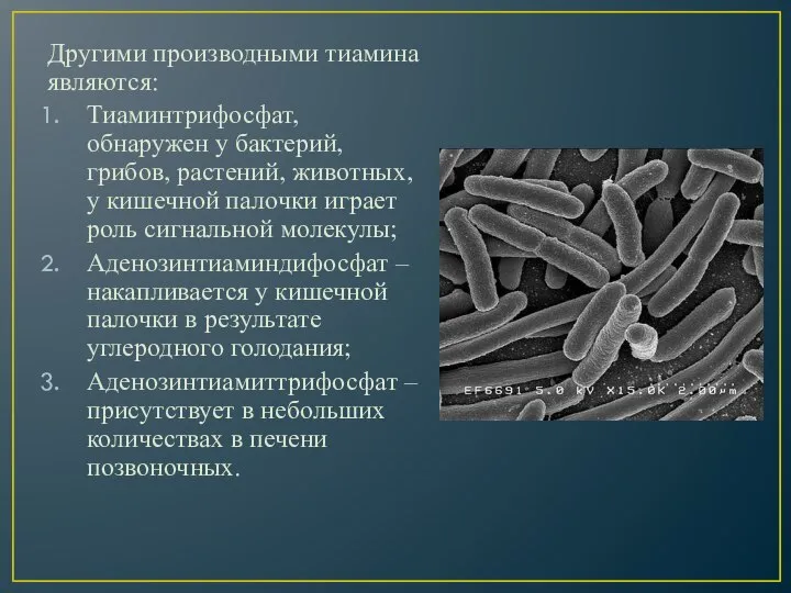 Другими производными тиамина являются: Тиаминтрифосфат, обнаружен у бактерий, грибов, растений, животных, у
