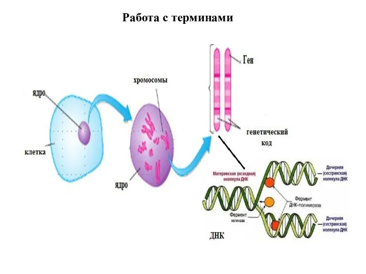 Работа с терминами