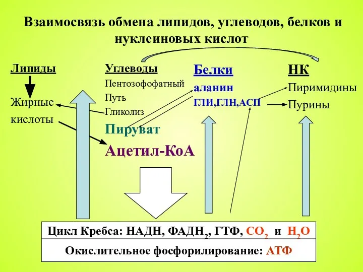 Взаимосвязь обмена липидов, углеводов, белков и нуклеиновых кислот Липиды Жирные кислоты Углеводы