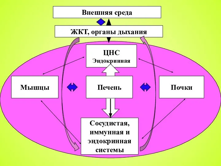 Мышцы Почки Сосудистая, иммунная и эндокринная системы ЦНС Эндокринная Внешняя среда ЖКТ, органы дыхания Печень