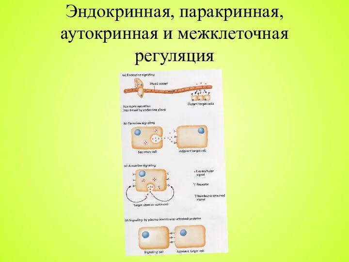 Эндокринная, паракринная, аутокринная и межклеточная регуляция