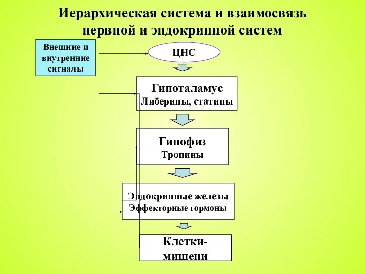 Внешние и внутренние сигналы Гипоталамус Либерины, статины Гипофиз Тропины Эндокринные железы Эффекторные