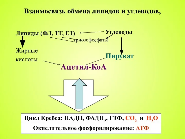 Взаимосвязь обмена липидов и углеводов, Липиды (ФЛ, ТГ, ГЛ) Жирные кислоты Углеводы