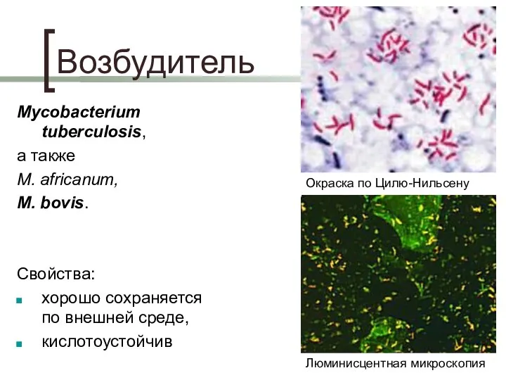Возбудитель Mycobacterium tuberculosis, а также M. africanum, M. bovis. Свойства: хорошо сохраняется