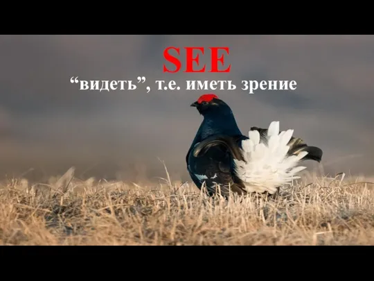 SEE “видеть”, т.е. иметь зрение