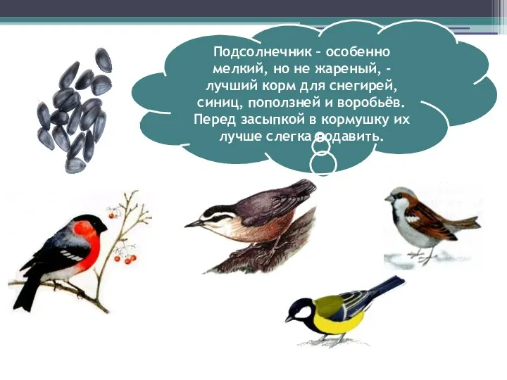 Подсолнечник – особенно мелкий, но не жареный, - лучший корм для снегирей,