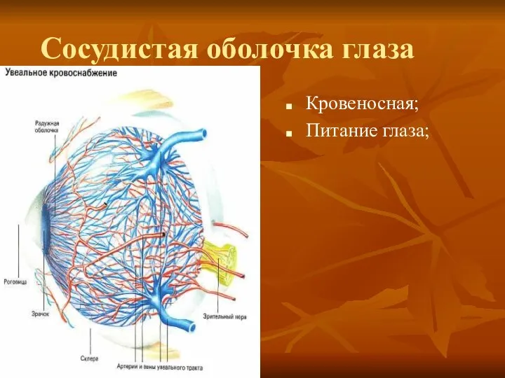 Сосудистая оболочка глаза Кровеносная; Питание глаза;