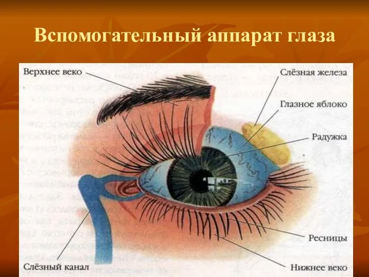 Вспомогательный аппарат глаза