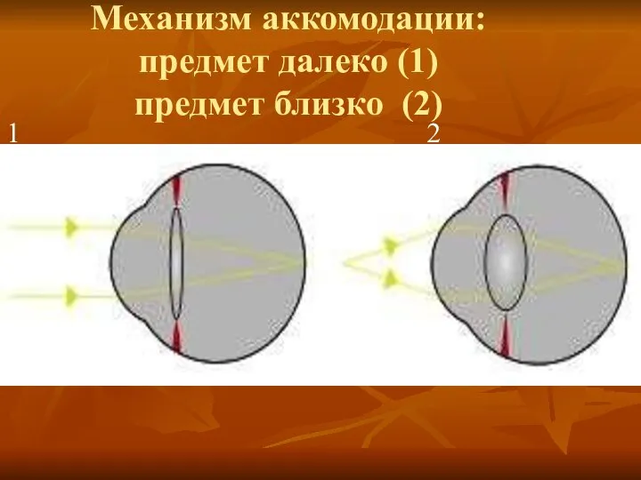 Механизм аккомодации: предмет далеко (1) предмет близко (2) 1 2