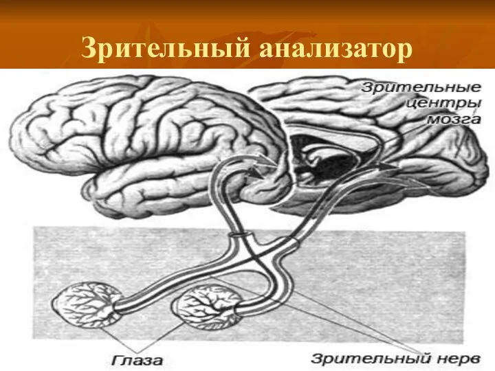 Зрительный анализатор