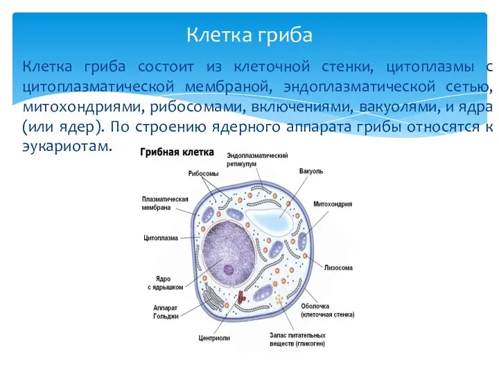 Клетка гриба Клетка гриба состоит из клеточной стенки, цитоплазмы с цитоплазматической мембраной,