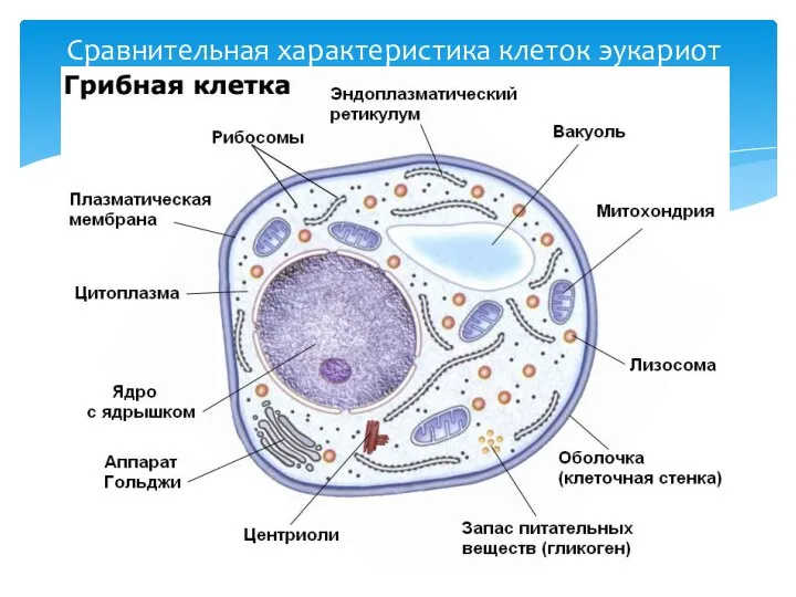 Сравнительная характеристика клеток эукариот