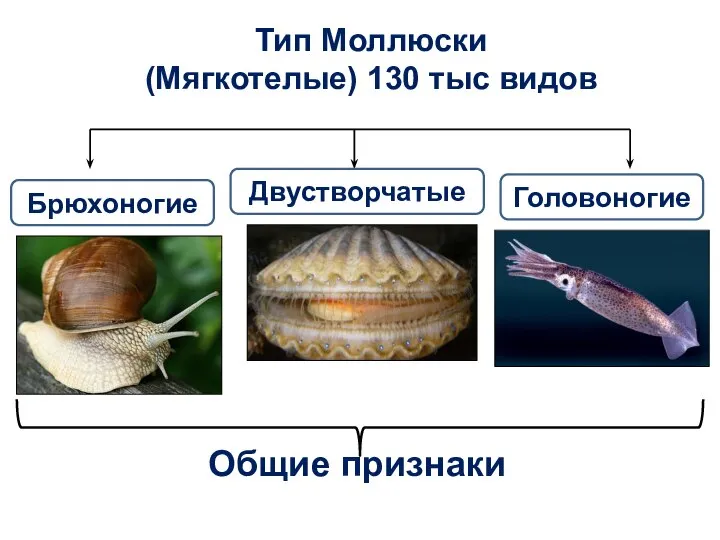 Тип Моллюски (Мягкотелые) 130 тыс видов Брюхоногие Двустворчатые Головоногие Общие признаки