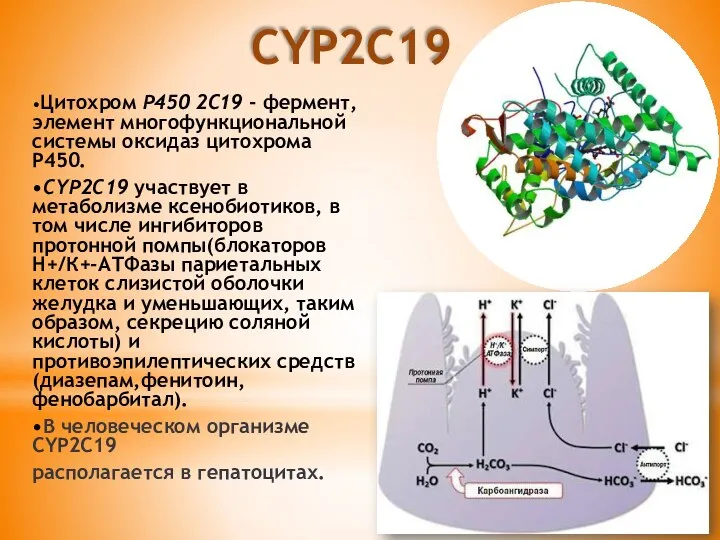 •Цитохром Р450 2С19 - фермент, элемент многофункциональной системы оксидаз цитохрома P450. •CYP2C19