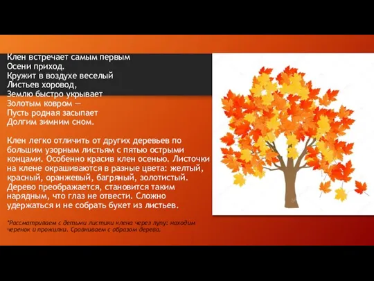 Клен встречает самым первым Осени приход. Кружит в воздухе веселый Листьев хоровод,