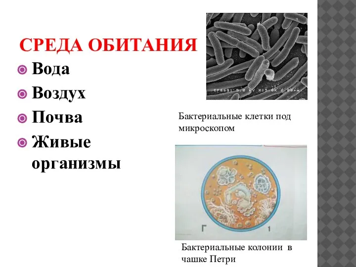 СРЕДА ОБИТАНИЯ Вода Воздух Почва Живые организмы Бактериальные клетки под микроскопом Бактериальные колонии в чашке Петри