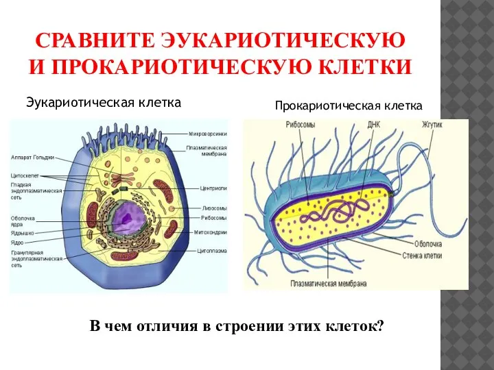 СРАВНИТЕ ЭУКАРИОТИЧЕСКУЮ И ПРОКАРИОТИЧЕСКУЮ КЛЕТКИ В чем отличия в строении этих клеток? Эукариотическая клетка Прокариотическая клетка