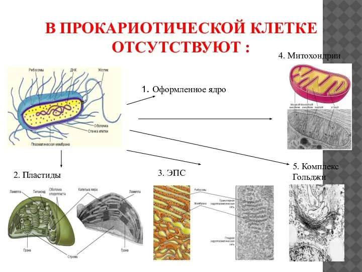 В ПРОКАРИОТИЧЕСКОЙ КЛЕТКЕ ОТСУТСТВУЮТ : 1. Оформленное ядро 2. Пластиды 3. ЭПС