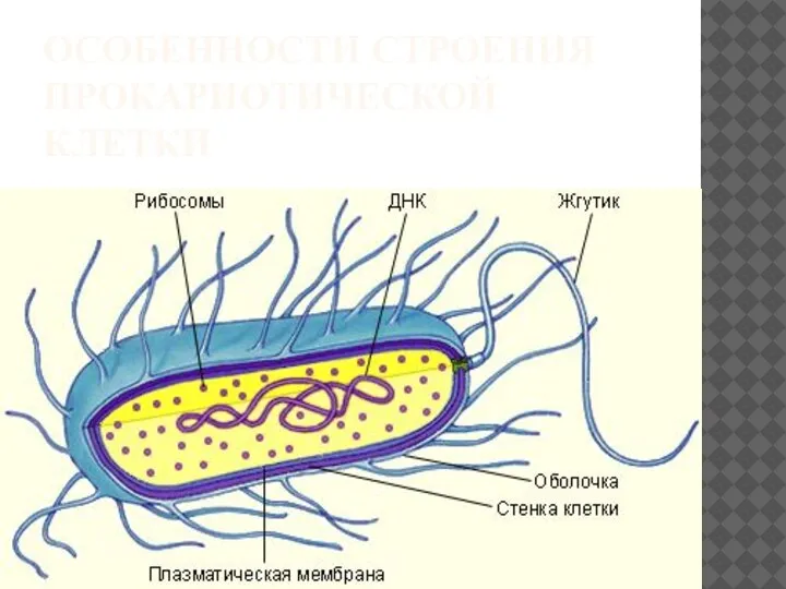 ОСОБЕННОСТИ СТРОЕНИЯ ПРОКАРИОТИЧЕСКОЙ КЛЕТКИ