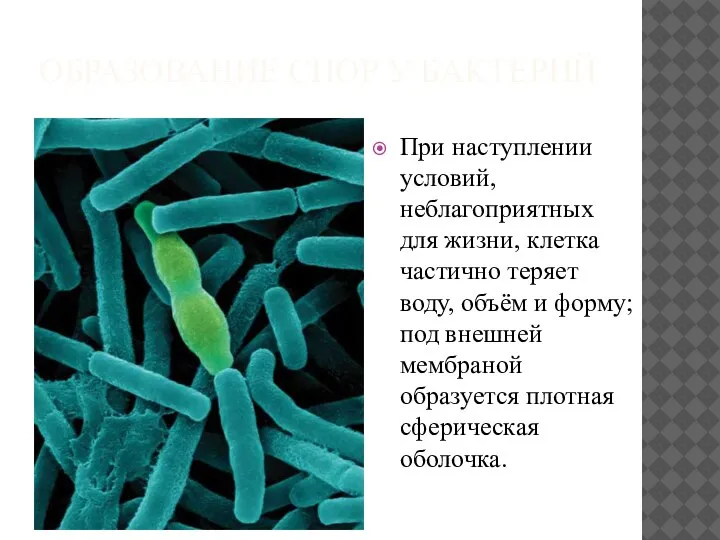 ОБРАЗОВАНИЕ СПОР У БАКТЕРИЙ При наступлении условий, неблагоприятных для жизни, клетка частично