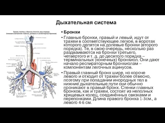 Дыхательная система Бронхи Главные бронхи, правый и левый, идут от трахеи в