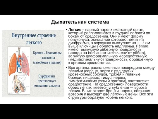 Дыхательная система Легкие – парный паренхиматозный орган, который располагаются в грудной полости