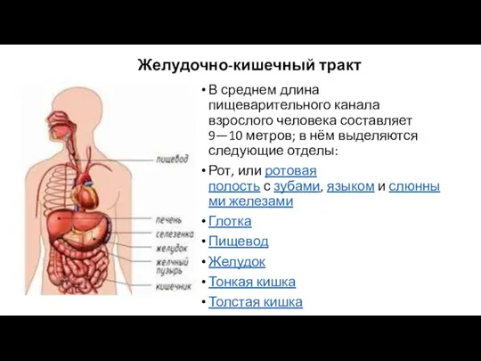 Желудочно-кишечный тракт В среднем длина пищеварительного канала взрослого человека составляет 9—10 метров;