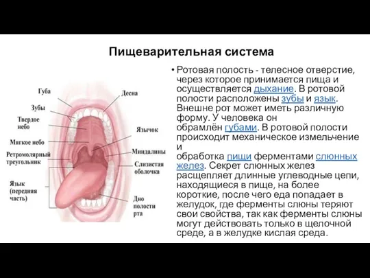 Пищеварительная система Ротовая полость - телесное отверстие, через которое принимается пища и