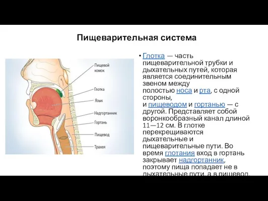 Пищеварительная система Глотка — часть пищеварительной трубки и дыхательных путей, которая является