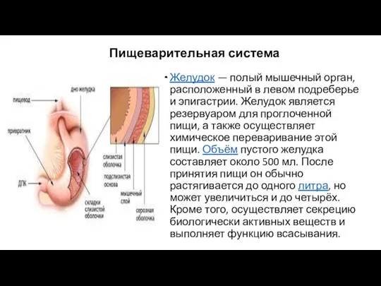 Пищеварительная система Желудок — полый мышечный орган, расположенный в левом подреберье и