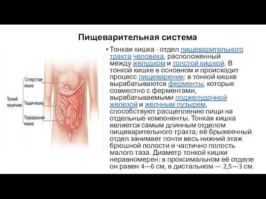 Пищеварительная система Тонкая кишка - отдел пищеварительного тракта человека, расположенный между желудком