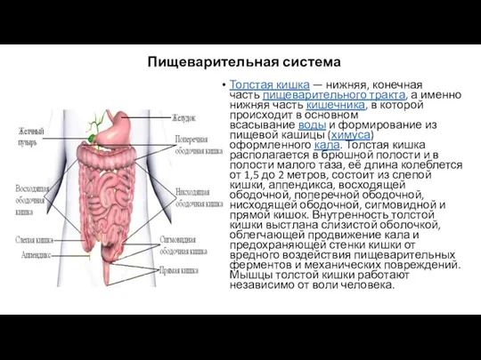 Пищеварительная система Толстая кишка — нижняя, конечная часть пищеварительного тракта, а именно