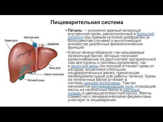 Пищеварительная система Пе́чень — жизненно важный непарный внутренний орган, расположенный в брюшной