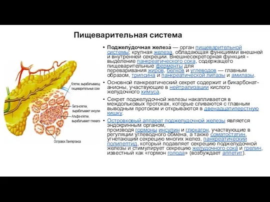 Пищеварительная система Поджелу́дочная железа́ — орган пищеварительной системы; крупная железа, обладающая функциями